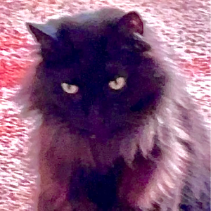JaxVamp