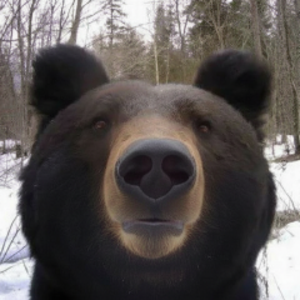 KonanTheBear