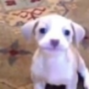 Lalter__