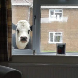 MadCowDude