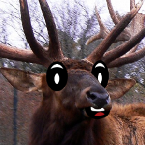 MxWapiti