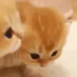 neesh
