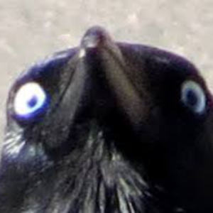 saicr0w