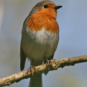 silentbirds
