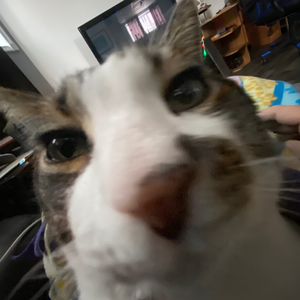 Sir_Whiskers_0