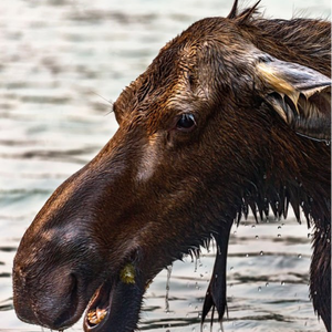 StellarMoose