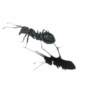 theantsshadow