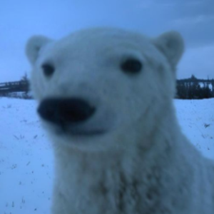 TheWinterBear02