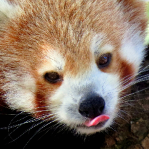ultravioletpanda