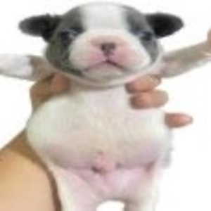 UrDawgCyro