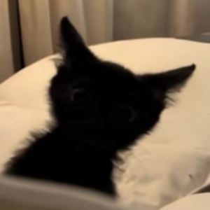 Vampiikat