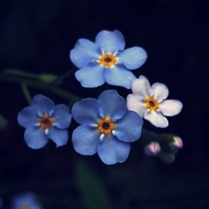 verbositea