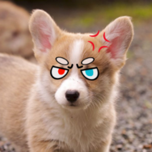 VermilionCorgi