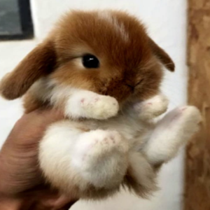 ZeliBun