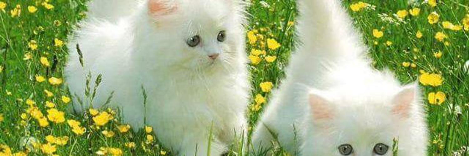 Nana banner