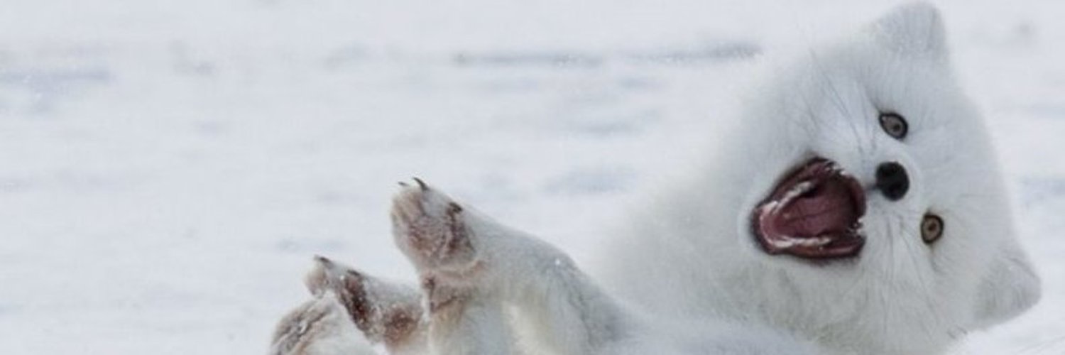 Arctic Hazzy | 🏳️⚧️🦊📦| Fox ENVtuber banner