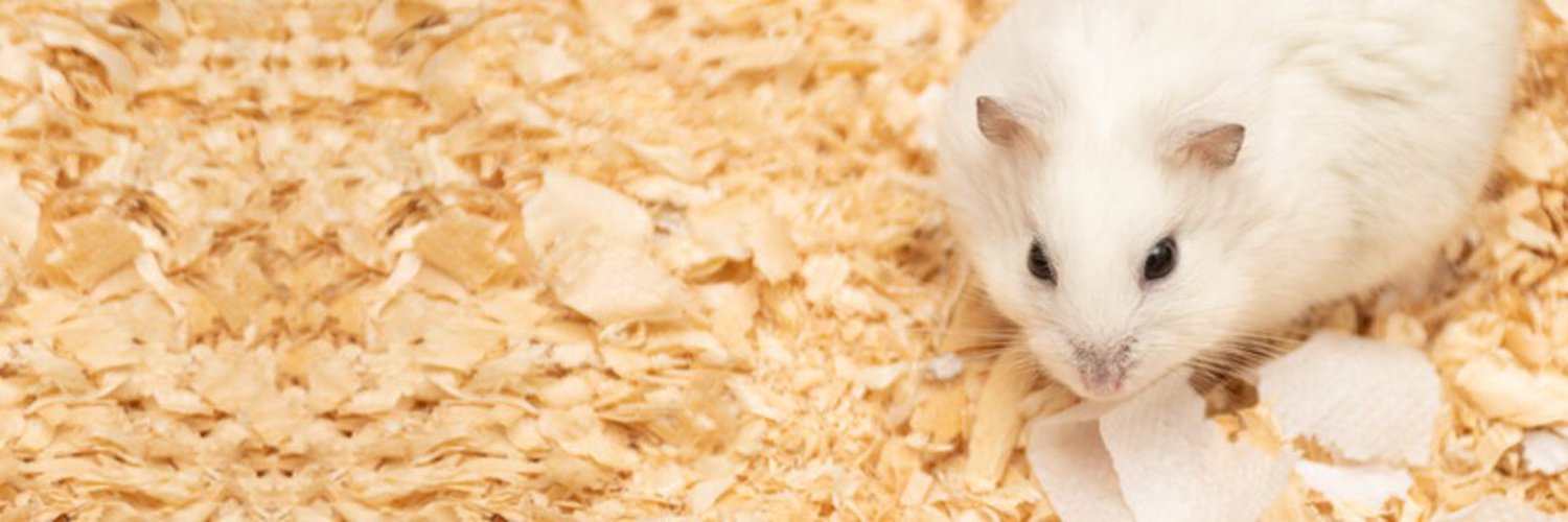 Hamster637 🐹🥜 Nutty VTuber!!! banner