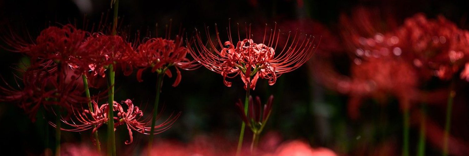 LilyTsukuyomi | VStreamer ✨ banner