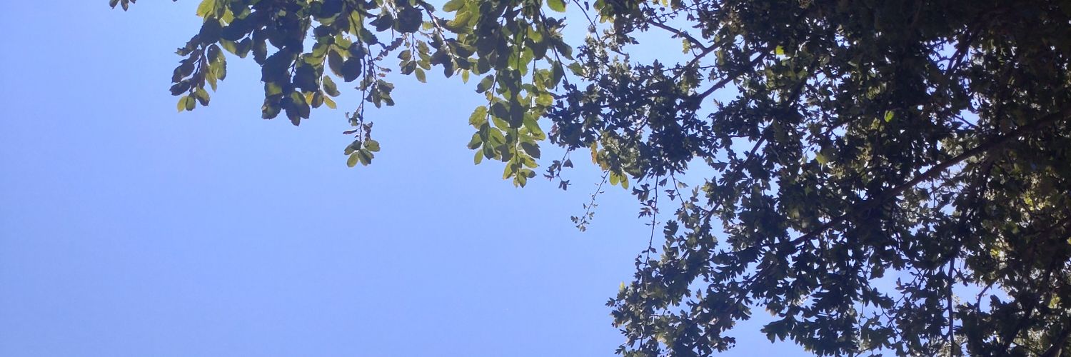 Owlieye | ENVtuber banner