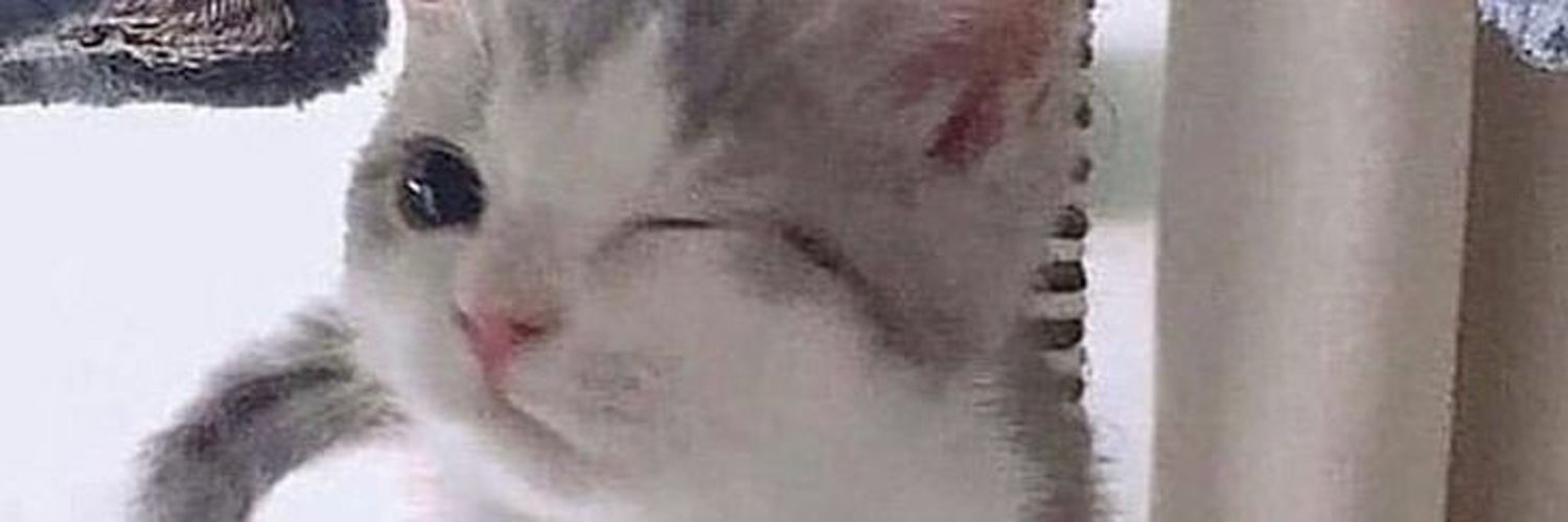 ~ Savvie 🧸💗 •PNGTUBER 🐱~ banner