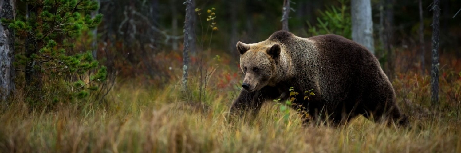Ursa 🐻🐻❄🪖 Tactical Bear PNGtuber banner
