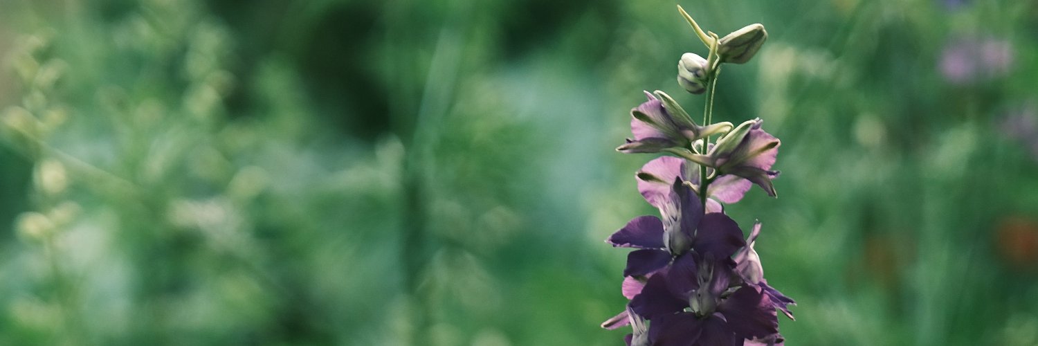 Mumuimi Animo banner