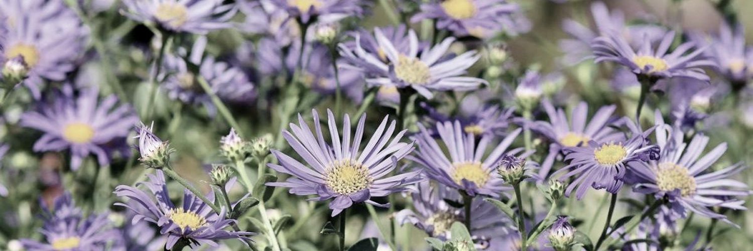 Aster Atlas ENVtuber banner