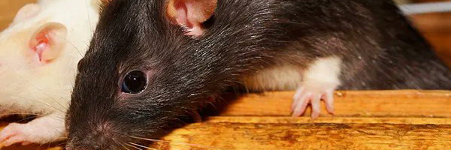 ratlordmagic 🐀 (Wizard PNGTuber) banner