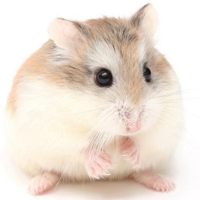 Hamster637 🐹🥜 Nutty VTuber!!!