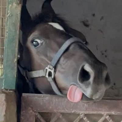 ℝ𝕠𝕕𝕖𝕠 ℝ𝕦𝕟𝕖 🌾 𝙲𝚘𝚘𝚔𝚒𝚗𝚐 𝚛𝚗~ 🐴