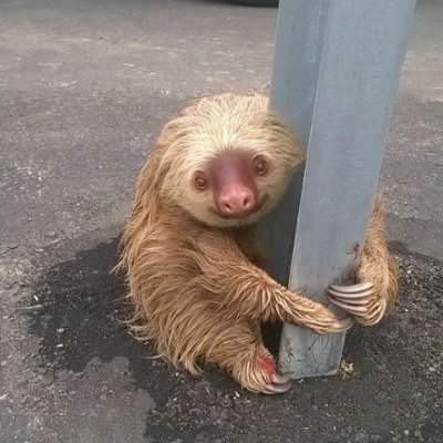 Sloth-kun | ENVtuber