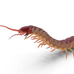 Centipedra | Vtuber #PNGtuber