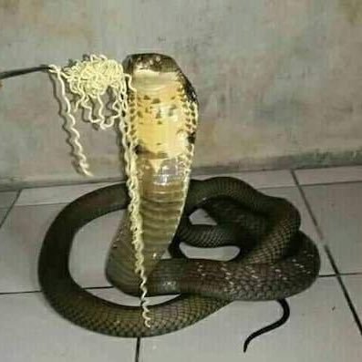 Hebimori Mugi 🐍 PNG Tuber