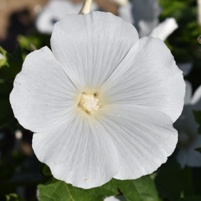 mallow_ch