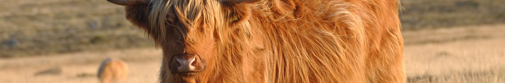Rie banner