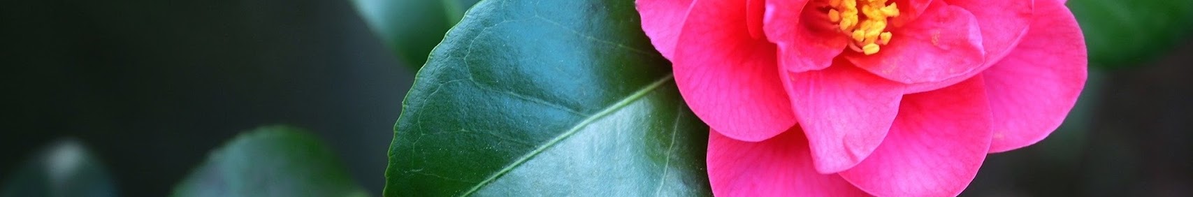 Japan News【ツバキ】 banner