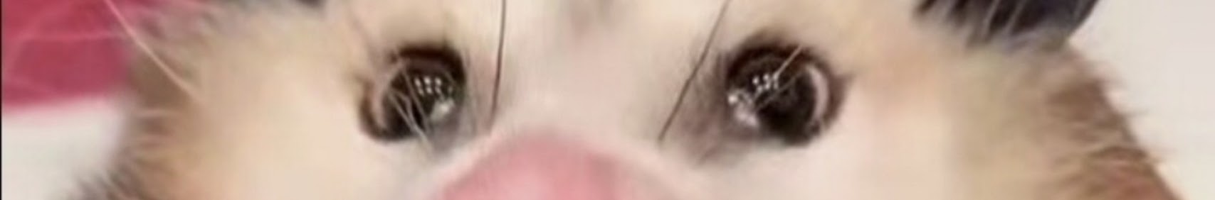 KlaraKitty banner