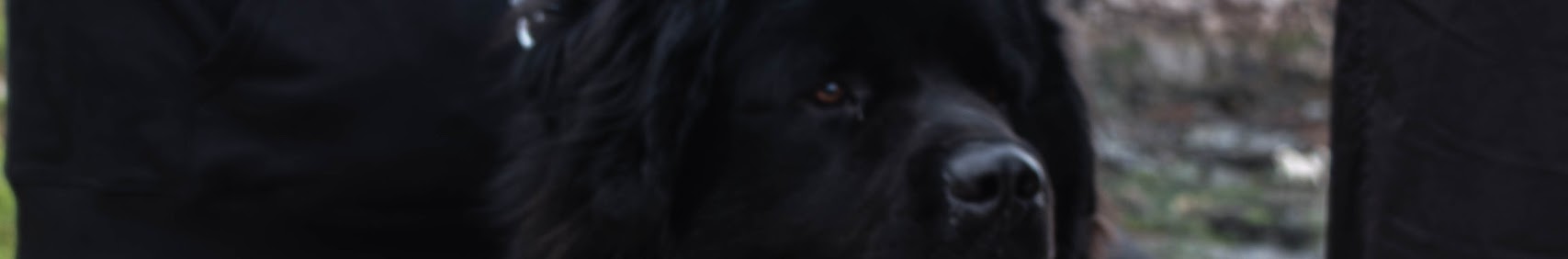 Tatus_Kuba banner
