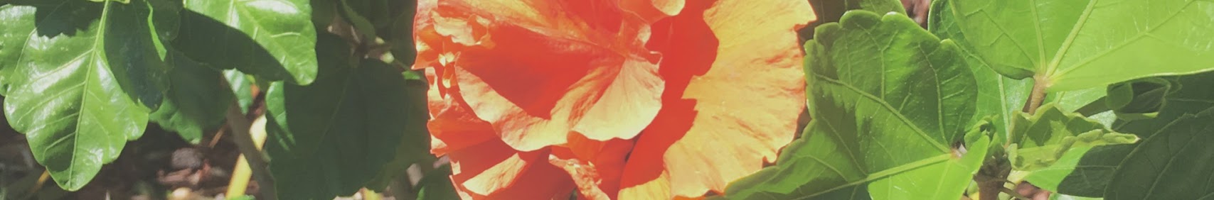 nate banner