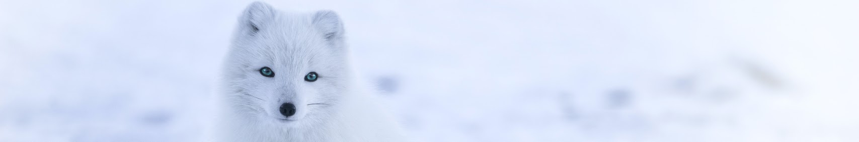 Nishi_Yuuma banner